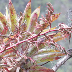 Tillandsia tovarensis