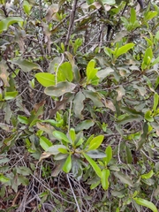 Escallonia pulverulenta