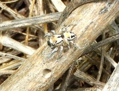 Habronattus aztecanus