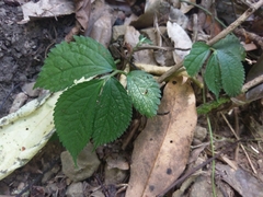 Elatostema rivulare