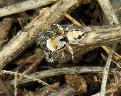 Habronattus aztecanus