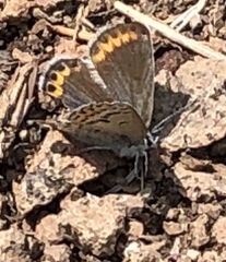 Plebejus fridayi
