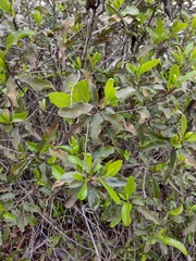 Escallonia pulverulenta