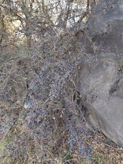 Sebastiania commersoniana