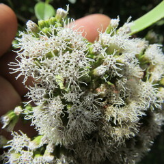 Ageratina tinifolia