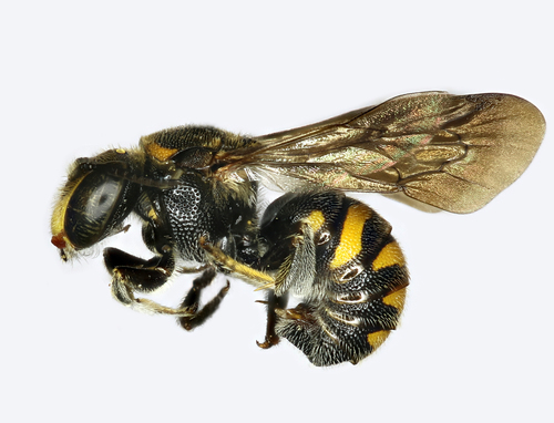 Dianthidium chamela