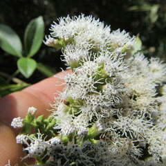 Ageratina tinifolia