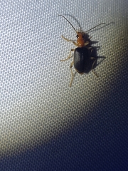 Brachinus adustipennis