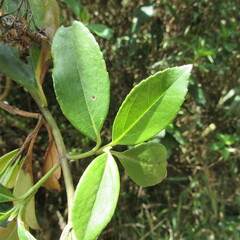 Ageratina tinifolia