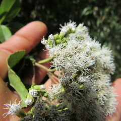 Ageratina tinifolia