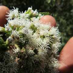 Ageratina tinifolia