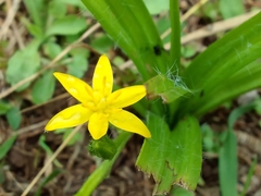 Hypoxis decumbens
