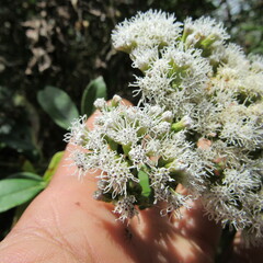 Ageratina tinifolia