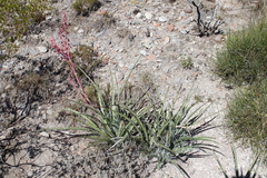 Hesperaloe parviflora