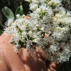 Ageratina tinifolia