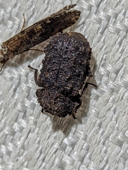 Bolitotherus cornutus