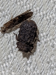 Bolitotherus cornutus