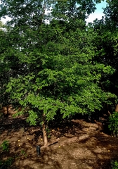 Psidium sartorianum