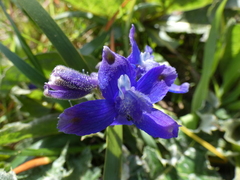 Delphinium decorum decorum