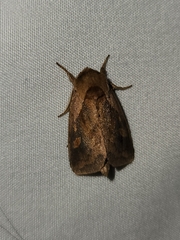 Bellura densa