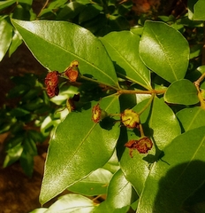 Psidium sartorianum