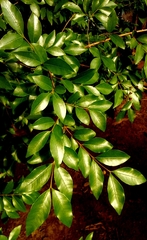 Psidium sartorianum