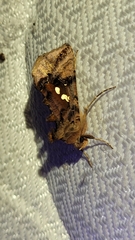 Autographa bimaculata