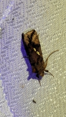 Autographa bimaculata