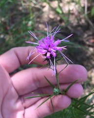 Liatris hirsuta