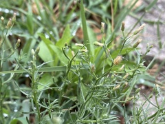 Erigeron divaricatus