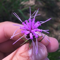 Liatris hirsuta