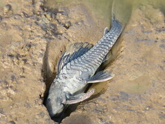 Hypostomus commersoni