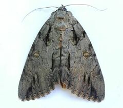 Catocala subnata