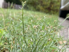 Erigeron divaricatus