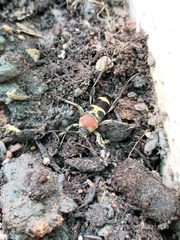 Chlorophorus trifasciatus