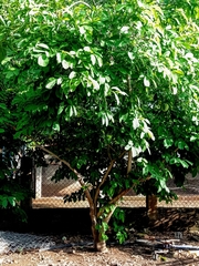 Annona macroprophyllata