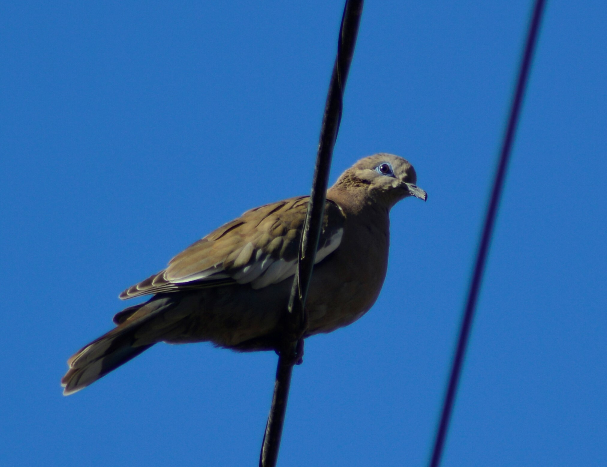 West Peruvian Dove (Zenaida meloda)