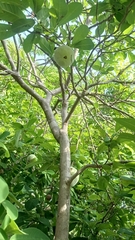 Annona macroprophyllata