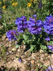 Penstemon cyananthus judyae