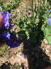 Penstemon cyananthus judyae