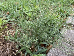 Erigeron divaricatus
