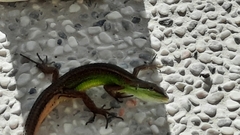 Takydromus stejnegeri