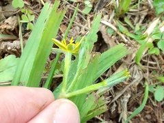 Hypoxis decumbens