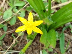 Hypoxis decumbens