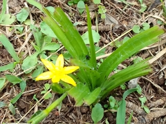 Hypoxis decumbens