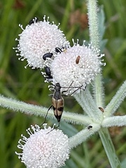 Etorofus propinquus