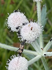 Etorofus propinquus