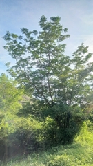 Alvaradoa amorphoides