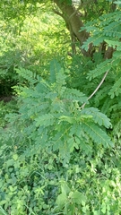 Alvaradoa amorphoides