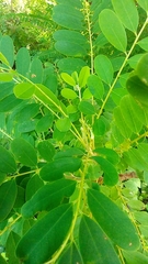 Alvaradoa amorphoides